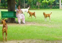 Supreme Court Raps Dog Lovers Over Stray Dog Threat, Stresses Human Safety